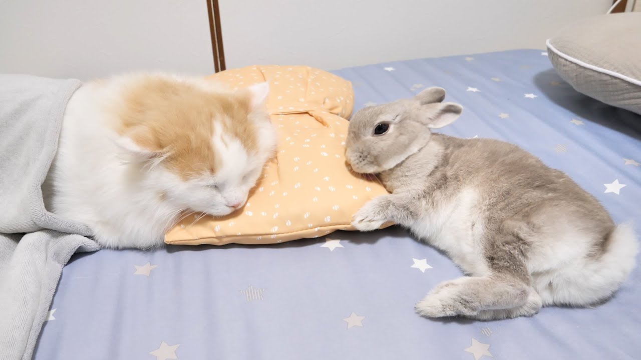 116】CK様レアパネル生地 インコ＆うさぎ 116】CK様レアパネル生地