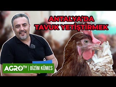 ANTALYA'DA TAVUK YETİŞTİRMEK | Bizim Kümes - Agro TV