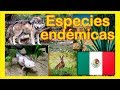 Especies endémicas de México - plantas y animales ENDÉMICOS! 📕 ✅