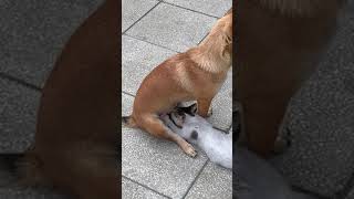 Cat Sucks Dog #shorts