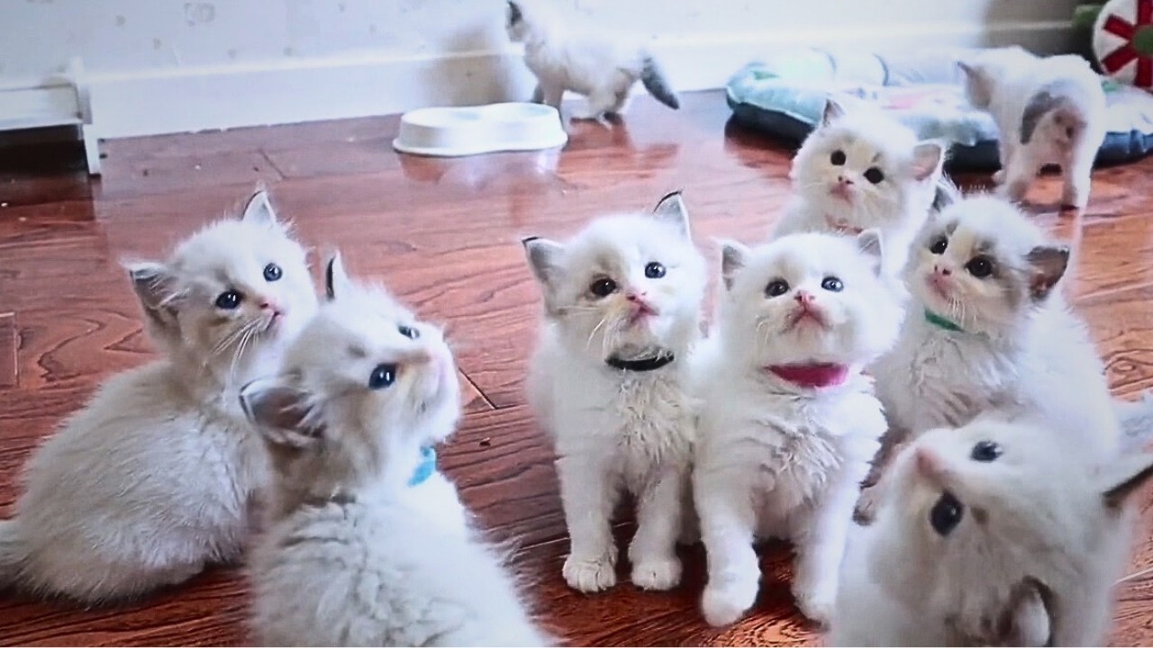 Моя домашняя кошка родила милых котят, и я вырастила их как своих любимцев.