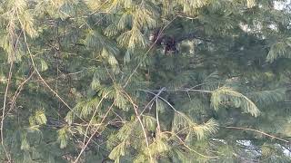 finding a Long Eared Owl in Niagara by Owl Man 360 views 2 years ago 44 seconds