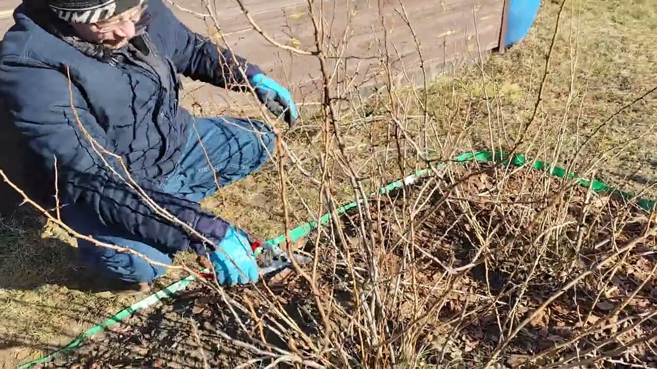 Jak przyciąć PIGWOWIEC po ZIMIE?