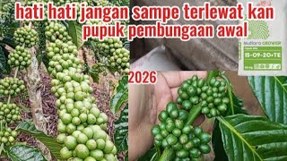 How to fertilize coffee plants during the long dry season