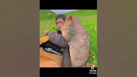 Marvin from the United Marmot Association (check the tiktok thing for credits)
