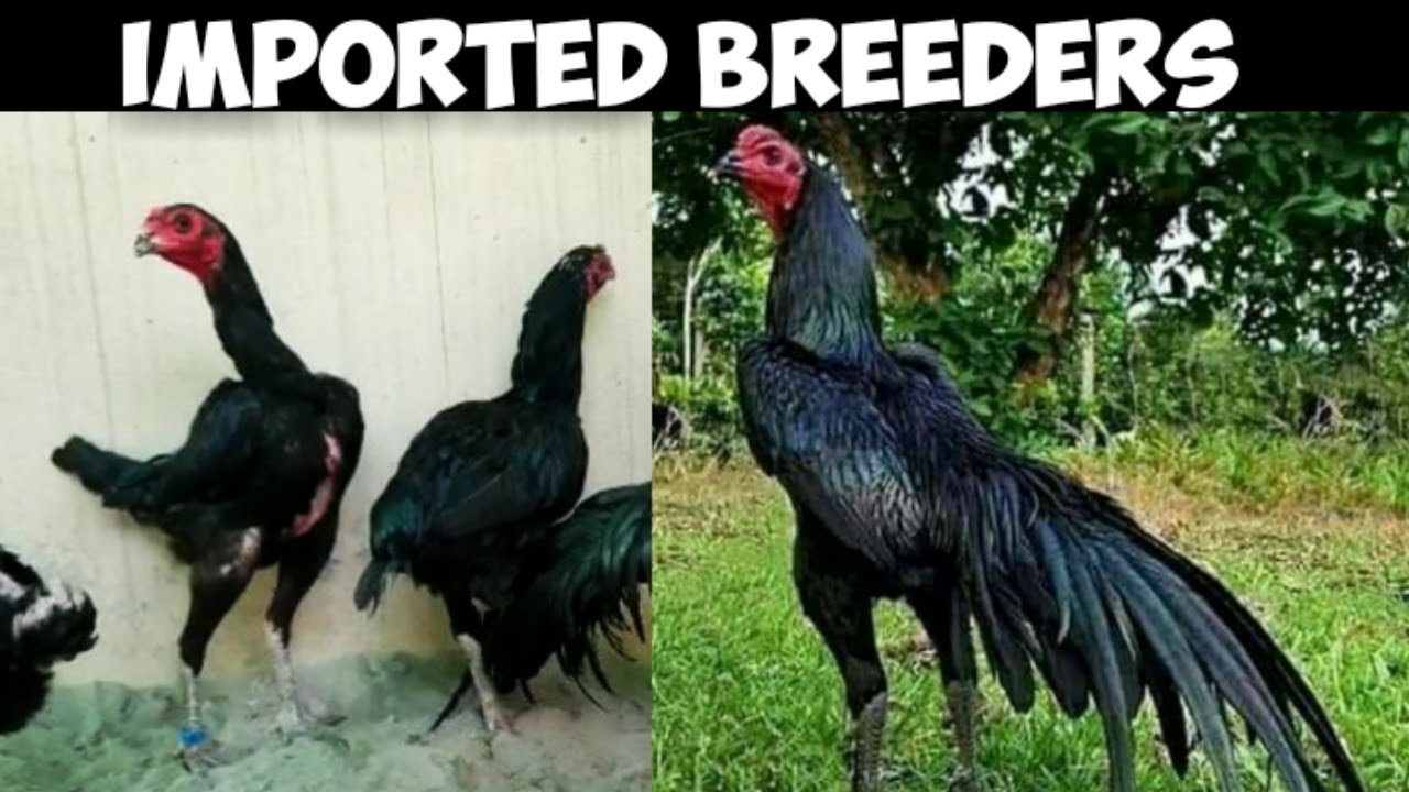Imported Black Thai Family Super Neck locker | Black Eyes Top Quality Breeders