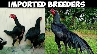 Imported Black Thai Family Super Neck Locker Black Eyes Top Quality Breeders