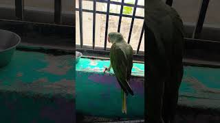 please ap log name btaiy iske liy 😍#youtubeshorts #talkingparot #explore #birds #vlog #myvideo