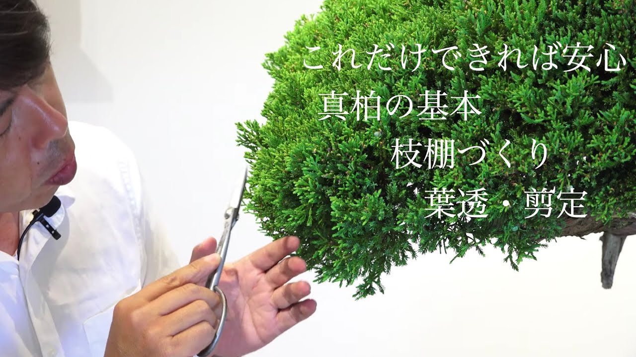 If you buy a juniper tree, try this! How to trim the leaves, prune
