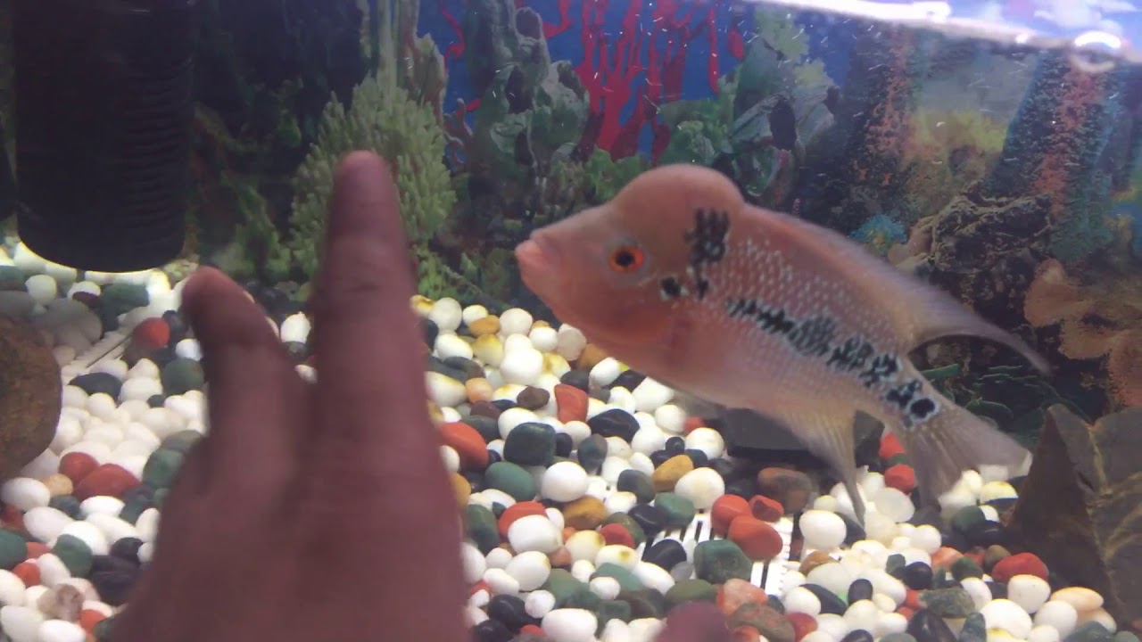 update on the baby flowerhorn (kok) YouTube