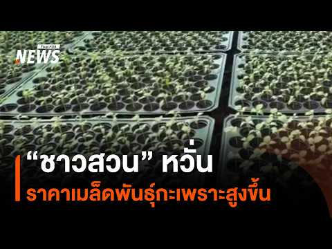 Farmers worry over rising holy basil seed prices | Thai PBS News