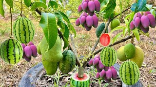New ideas for propagate mango trees in watermelon get fruit 100% faster using these simple methods