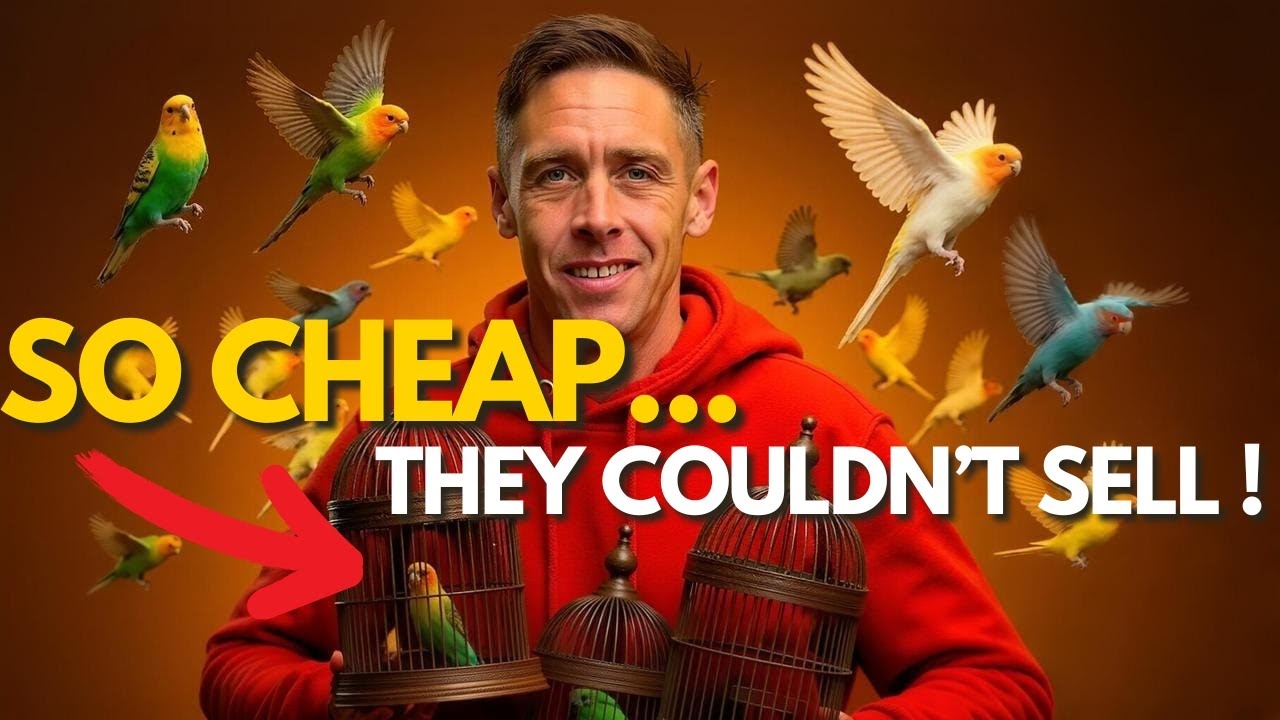 Birds So Cheap… They Couldn’t Even Sell! 🐦💸