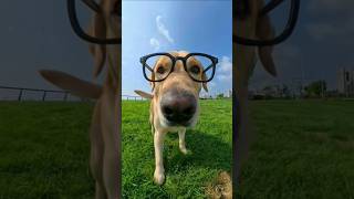 Cute dog 🐕 #dog #ai #aivideo #aishorts #trending #shorts #viral #video