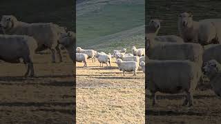 Sheep farming has played a significant role in New Zealand's history...