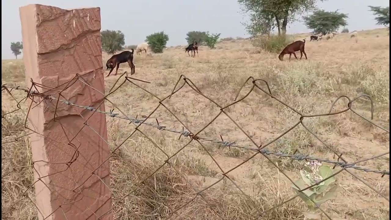 Dungargad se 20 km dur NH11 par jamin bikau h 22 biga rs bta diya ji 9610056834 call me 