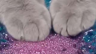 ASMR Paw Symphony: The Gentle Touch of a Cat🎵🐈#cat #asmr #aivideo #asmrsounds #ai 