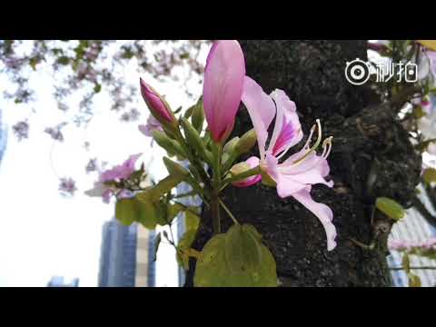 Mountain Ebony Bloom in Fuzhou