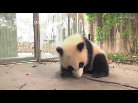 熊猫为什么要被叫做滚滚呢？panda