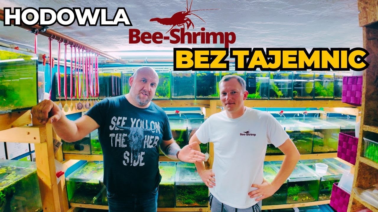 HODOWLA BEE-SHRIMP RAFAŁ RUTA - BEZ TAJEMNIC
