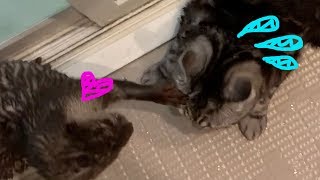 Otter encouraging a cat who is not good at bathing [Otter life Day 14] お風呂が苦手な猫を励ますカワウソ