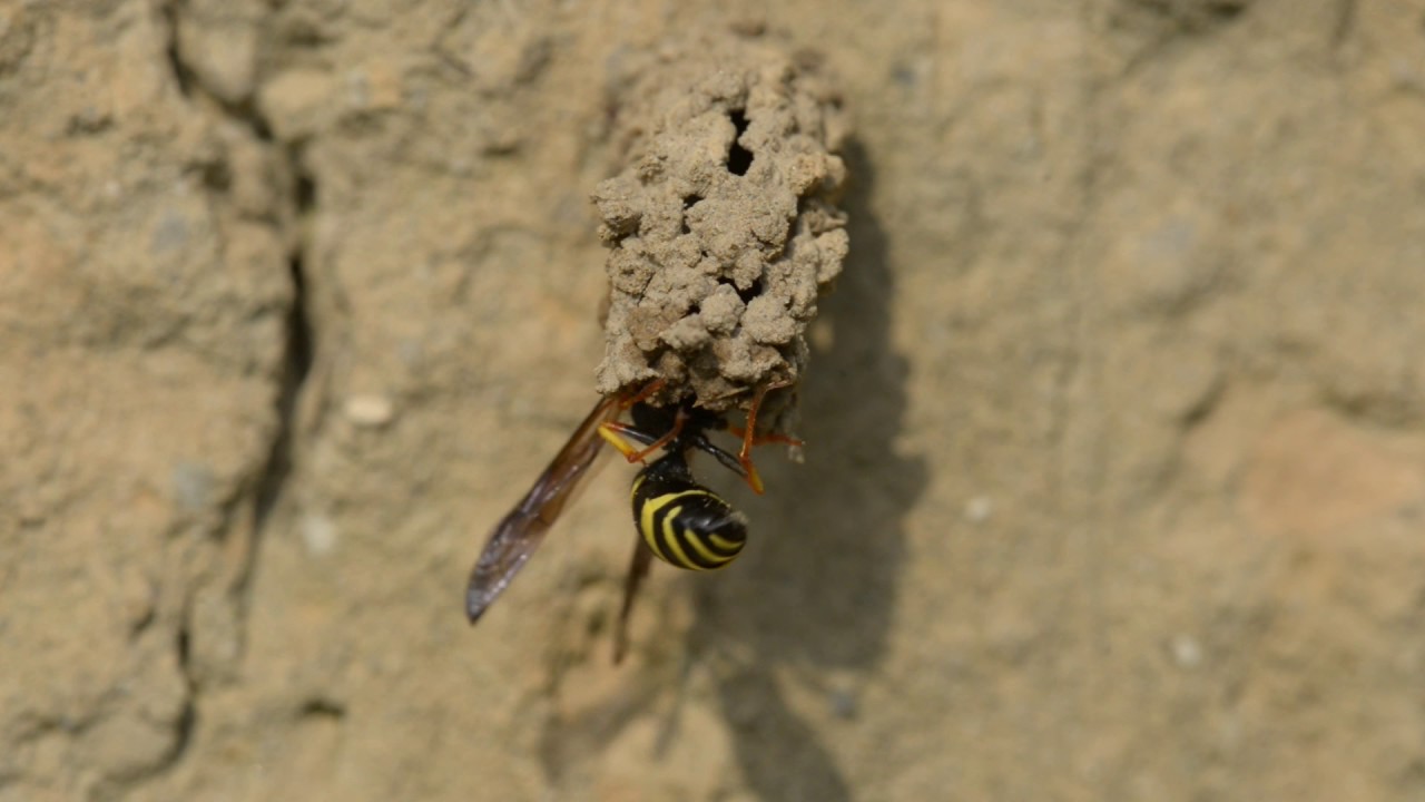 Vroege Vogels - Schoorsteenwesp maakt nest - YouTube