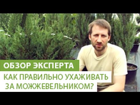 Как правильно ухаживать за можжевельником?