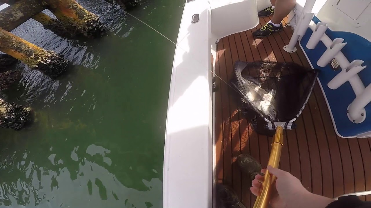 Galveston Oil Rig Fishing (Sheepshead, Drum, And A Baseball Cap