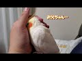 【お父ちゃんが好きなオカメインコ】嬉しくて鳴きながら餌を食べるオカメインコのはな cockatiel pinohana