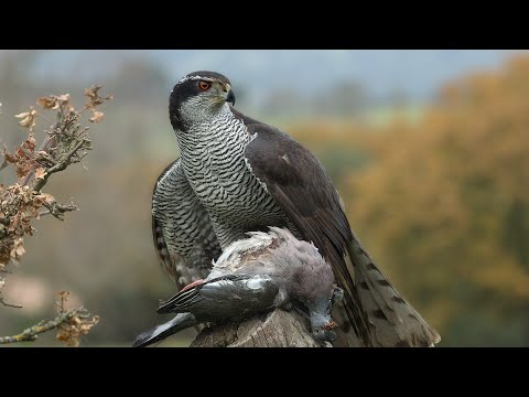 Video: Ce mănâncă păsările de ulei?