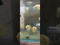 severum fish tremendous #fish hobbyist sk aquatic classical fish shorts 🐬