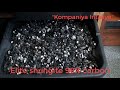 Shungite production