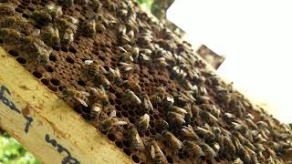 Virgin no more! See the difference in size in a mated and virgin queen.(1)