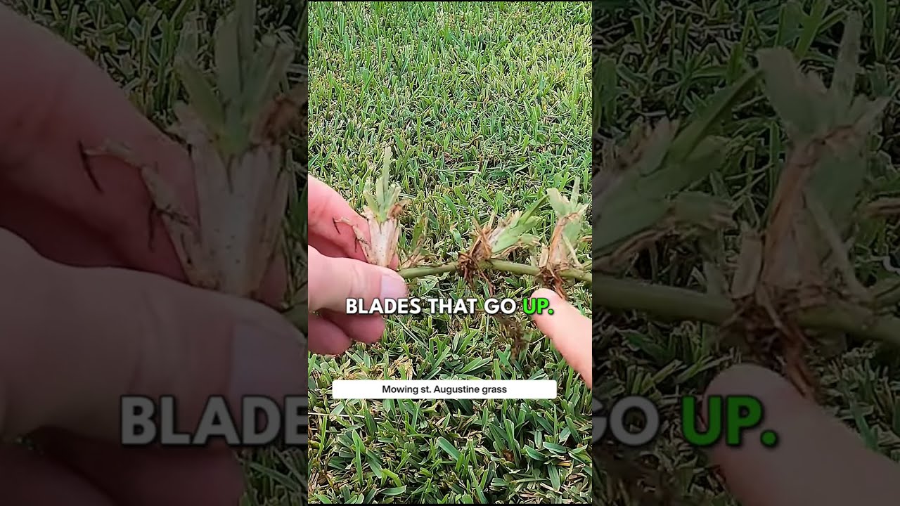 How to Mow St. Augustine Grass