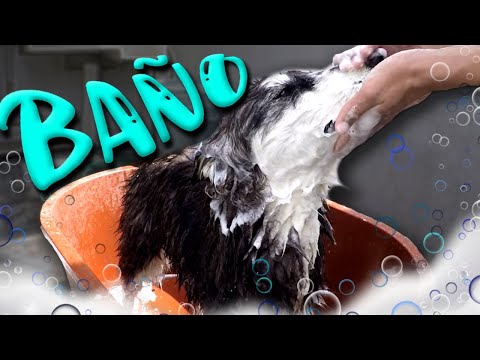 Video: Cómo bañar a un perro