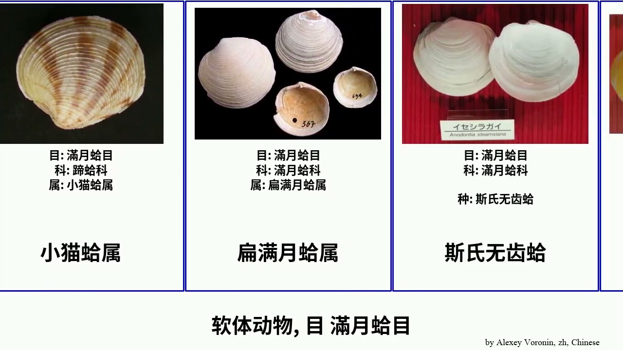 软体动物, 目 滿月蛤目 mollusca 加州厚大蛤 花籃蛤屬 滿月蛤亞科 豆满月蛤 厚大蛤属 Campfire 花籃蛤科 滿月蛤科 蹄蛤科 Telecasted 無齒蛤屬 小厚大蛤属 麝满月蛤