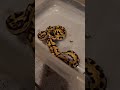 Defensive Baby Ball Python 🐍
