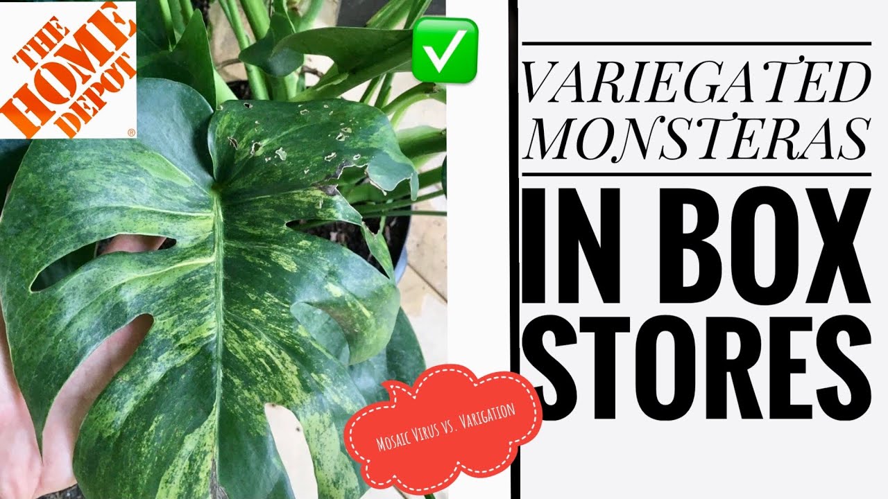 BOX STORE VARIEGATED MONSTERA FINDS?! HOW TO IDENTIFY MOSAIC VIRUS VS  VARIEGATION.