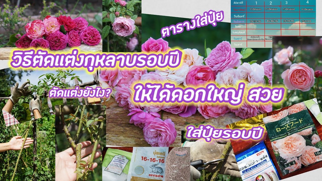 ตัดเเต่งกุหลาบรอบปี✂️🌹✂️ตัดหนักยังไง ใส่ปุ๋ยหลังตัดเเต่ง ตารางใส่ปุ๋ย