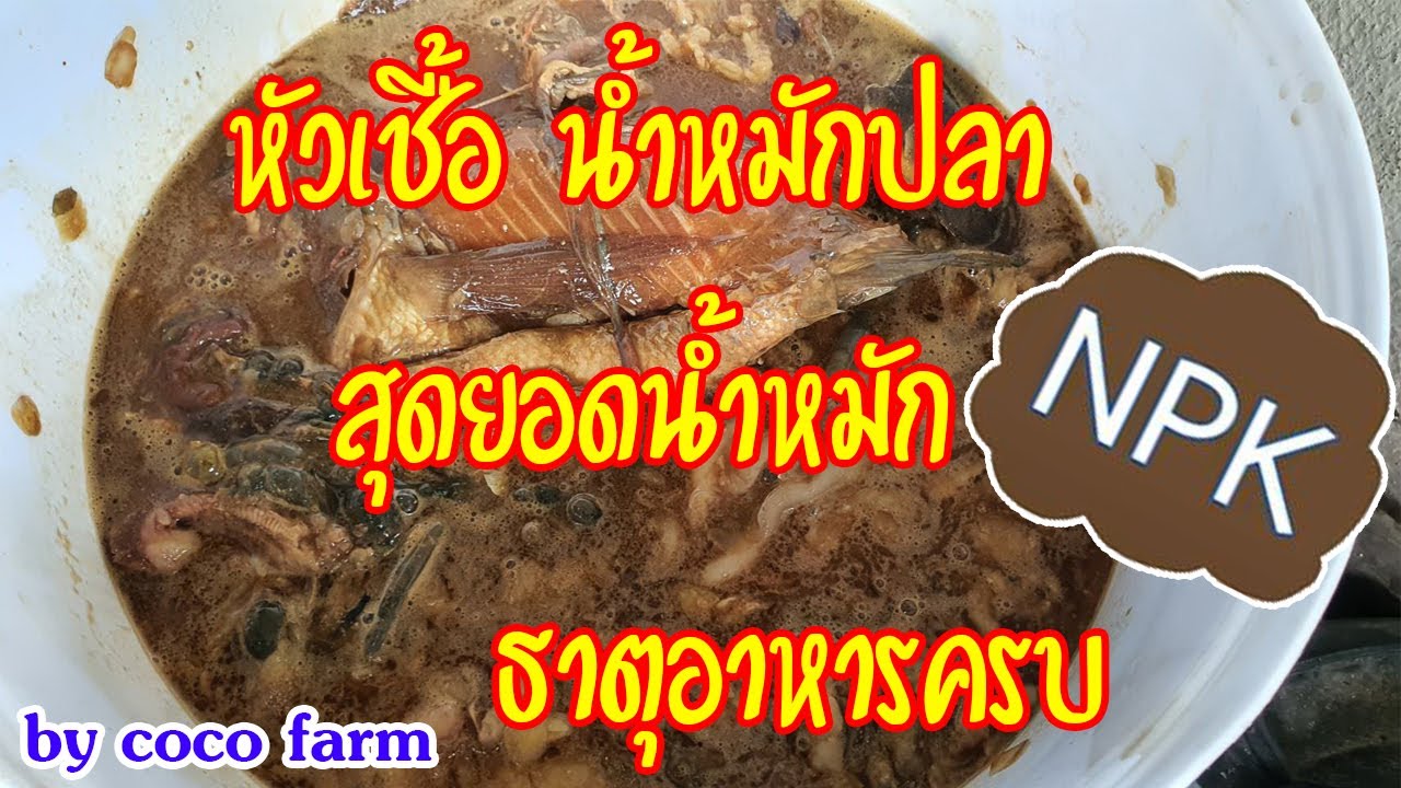 หัวเชื้อน้ำหมักปลา (ปุ๋ยปลาหมัก) ทำง่ายๆ ได้ธาตุอาหารครบ ขยายต่อได้อีก เก็บได้เป็นปี