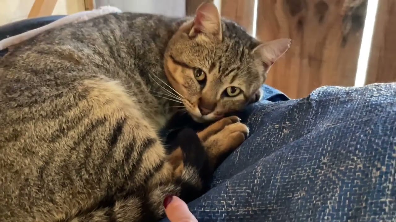 COMO ESTÃO OS ANIMAIS E AS FRUTÍFERAS, NADA DE PEIXE! 