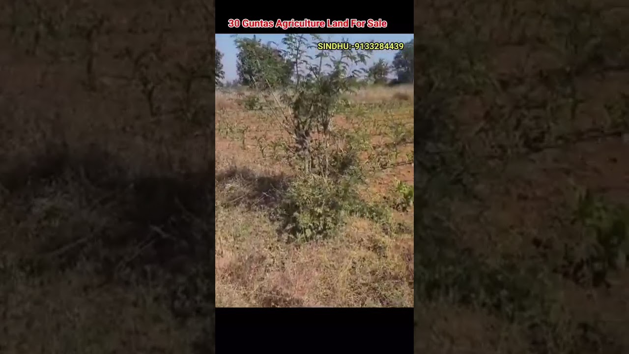 Синдху: 9133284439 || Продажа сельскохозяйственных земель || Рядом с Гаджвелом || 30 гунта 