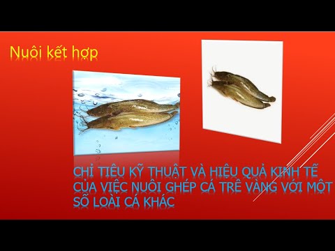 Video Câu Cá Đồng Nai || Nuôi kết hợp - youtube