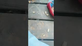 Kacang Lupa Kulitnya