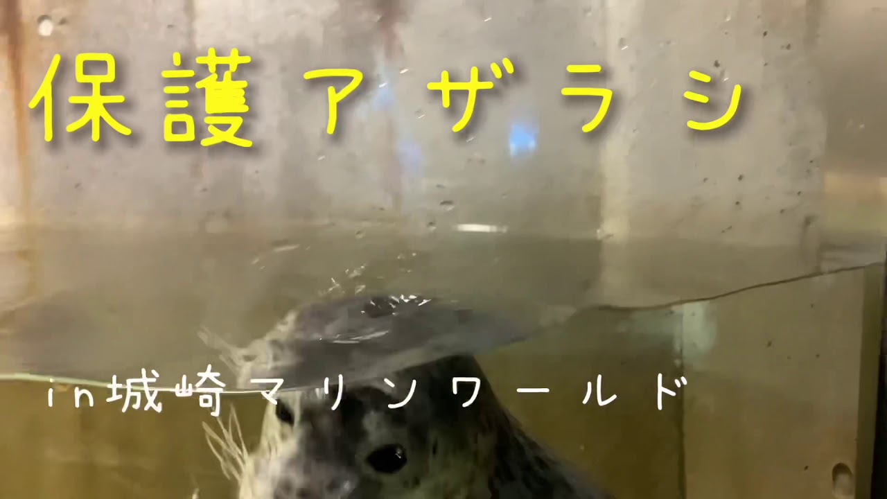 保護されたアザラシ　その1　in城崎マリンワールド