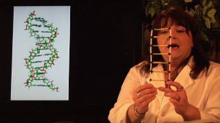DNA Structure & Testing : What is the Subunit of DNA Called?