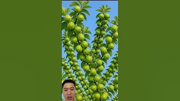 Cách Ghép Cây Ổi Chuẩn Đúng Kỹ Thuật #farming #garden