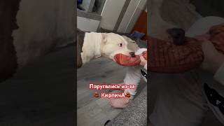 Amstaff Boy и кирпич 🧱 #amstaff #собака #амстафф #pitbull #dog #юмор #staff #щенок #игрушки