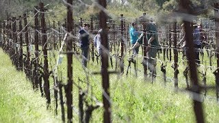 Viticulture