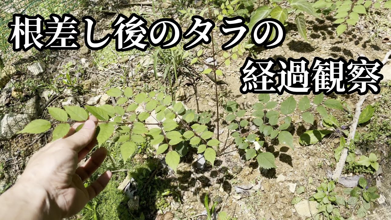 2年目タラの木の植え替えと掘り起こしたタラの根を地植えで根差しをしました Youtube